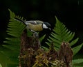 The great tit, Parus major on old stump Royalty Free Stock Photo