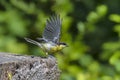 Great tit Parus major on an old wooden stump in the forest Royalty Free Stock Photo