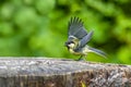 Great tit Parus major on an old wooden stump in the forest Royalty Free Stock Photo