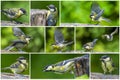 Great tit Parus major on an old wooden stump in the forest-collage Royalty Free Stock Photo