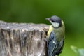 Great tit Parus major on an old wooden stump in the forest Royalty Free Stock Photo