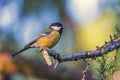 Great tit, parus major, bird standing on a branch Royalty Free Stock Photo