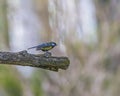 Great tit, parus major, bird standing on a branch Royalty Free Stock Photo