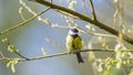 The great tit ( Parus major ) is a passerine bird in the tit family Paridae.