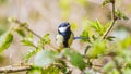 The great tit ( Parus major ) is a passerine bird in the tit family Paridae.