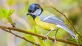 The great tit ( Parus major ) is a passerine bird in the tit family Paridae.