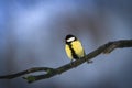 Kohlmeise, Great tit (Parus major) perched on a branch in winter