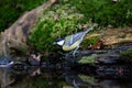 Great Tit, Parus major, perched on a ledge at pond