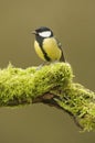 Great Tit; (parus major) perched on a log