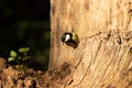 Great Tit, Parus major, perched on side of tree stump looking downwards in Autumn sunshine