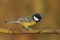 Great Tit Parus Major perched sideways on branch against a soft neutral out of focus background