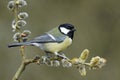Great tit, Parus major Royalty Free Stock Photo