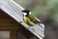 Great tit, Parus major, single bird on feeder, Birds of Eastern Siberia Royalty Free Stock Photo