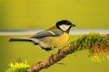 Great tit, Parus major, single bird on mossy branch