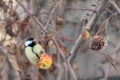 Great Tit Parus major. Single bird perching on an apple tree branch in a bright winter day. Beautiful small bird, looking for a Royalty Free Stock Photo