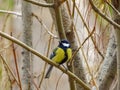 Great Tit Parus major. Single bird perching on a branch in a warm December day. Beautiful small bird, waiting fo Royalty Free Stock Photo