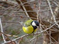 Great Tit Parus major. Single bird perching on a branch in a warm December day. Beautiful small bird, waiting fo Royalty Free Stock Photo