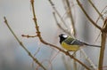 Great Tit Parus major. Single bird perching on a tree branch in a bright January day. Beautiful small bird, looking for a food. Royalty Free Stock Photo