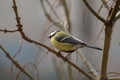 Great Tit Parus major. Single bird perching on a tree branch in a bright January day. Beautiful small bird, looking for a food. Royalty Free Stock Photo