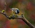 The great tit, Parus major sits on an old branch in a rain