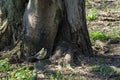 Great tit songbird alert on a root