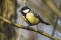 Great tit Parus major