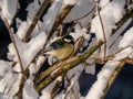 Great tit (Parus major) sitting on a branch in bright sunlight in winter day. Detailed portrait and plumage of the bird Royalty Free Stock Photo