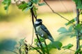 A great tit sitting on bush in summer Royalty Free Stock Photo