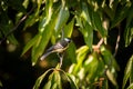 A great tit sitting on bush in summer Royalty Free Stock Photo