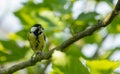 great tit sitting in a figtree Royalty Free Stock Photo