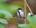 Great Tit (Parus major) Royalty Free Stock Photo