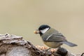 A great tit sitting on a piece of wood