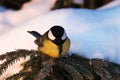 Great tit, Parus major sitting on a spruce branch during a cold winter morning Royalty Free Stock Photo