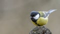 Great Tit Sitting on a Stick. Royalty Free Stock Photo