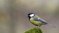 Great Tit Sitting on a Stick. Royalty Free Stock Photo