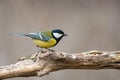 Great tit, Parus major, sitting on winter feeder with sunflower seeds