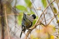 Great tit Parus major is a small colorful bird with yellow plumage, sitting on a tree branch Royalty Free Stock Photo