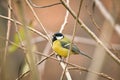 Great tit Parus major is a small colorful bird with yellow plumage, sitting on a tree branch Royalty Free Stock Photo