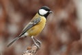Great tit Parus major, small passerine bird standing on branch. Looking for some meal. Small bird with yellow chest Royalty Free Stock Photo