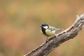 Great tit, Parus major, standing on a branch during autumn foliage Royalty Free Stock Photo