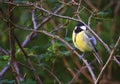 Great tit, parus major, standing on a branch Royalty Free Stock Photo