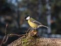 Great tit (Parus major) standing on a tree branch in bright sunlight in winter day with blurred background. Royalty Free Stock Photo