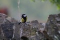 Great tit with a grub in its baek Royalty Free Stock Photo