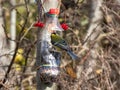 Great tit Parus major visiting bird feeder made from reused plastic bottle full with grains and sunflower seeds. DIY feeder made Royalty Free Stock Photo