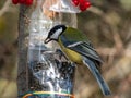 Great tit Parus major visiting bird feeder made from reused plastic bottle full with grains and sunflower seeds. DIY feeder made Royalty Free Stock Photo
