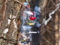 Great tit Parus major visiting bird feeder made from reused plastic bottle full with grains and sunflower seeds Royalty Free Stock Photo