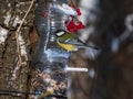 Great tit Parus major visiting bird feeder made from reused plastic bottle full with grains and sunflower seeds Royalty Free Stock Photo