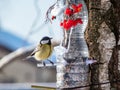 Great tit Parus major visiting bird feeder made from reused plastic bottle full with grains and sunflower seeds Royalty Free Stock Photo