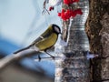 Great tit Parus major visiting bird feeder made from reused plastic bottle full with grains and sunflower seeds Royalty Free Stock Photo