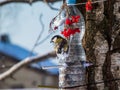 Great tit Parus major visiting bird feeder made from reused plastic bottle full with grains and sunflower seeds Royalty Free Stock Photo